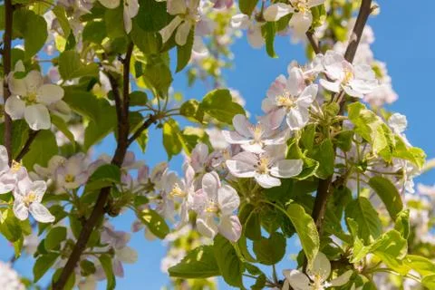 Apple blossoms in spring Stock Photos