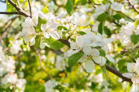 Apple blossoms in spring Stock Photos