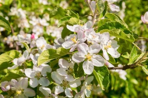 Apple blossoms in spring Stock Photos