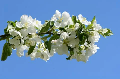 Apple blossoms in spring Stock Photos