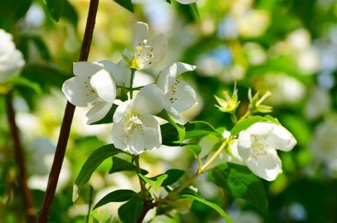 Apple blossoms in spring Stock Photos