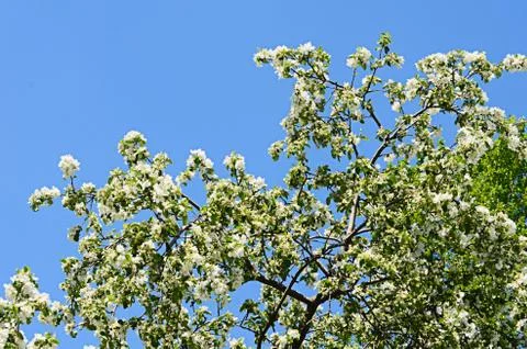 Apple blossoms in spring Stock Photos