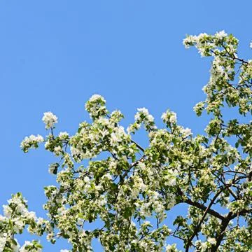 Apple blossoms in spring Stock Photos