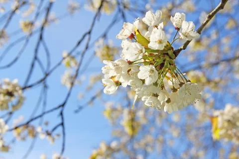 Apple blossoms in spring Stock Photos