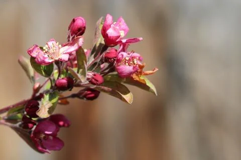 Apple Blossoms in Spring Fotos Stock