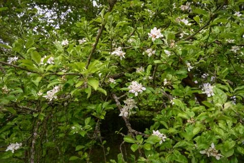 Apple Blossoms in Spring 写真素材