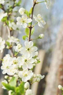 Apple blossoms in spring Stock Photos