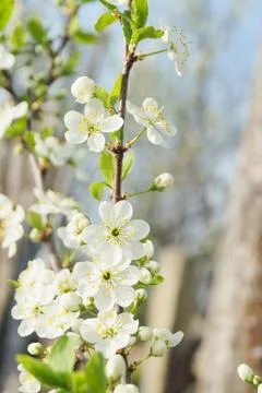 Apple blossoms in spring Stock Photos