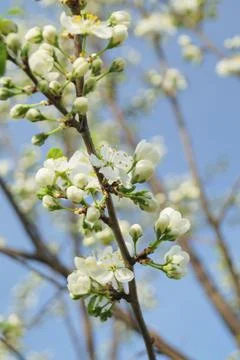 Apple blossoms in spring Stock Photos