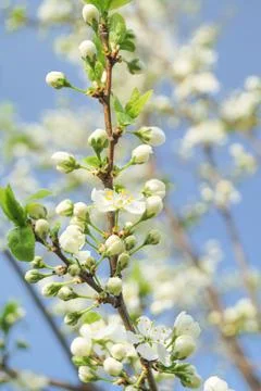 Apple blossoms in spring Stock Photos