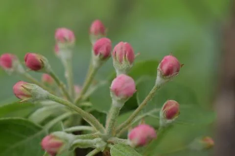 Apple blossoms in spring Stock Photos