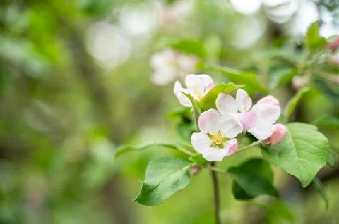 Apple blossoms in spring Stock Photos