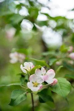 Apple blossoms in spring Stock Photos
