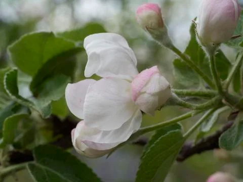 Apple blossoms in the spring sunshine Stock Photos