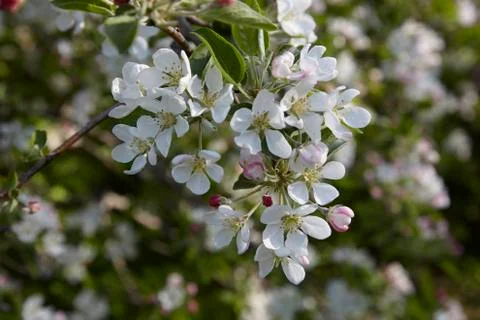 Apple blossoms in the spring sunshine Stock Photos