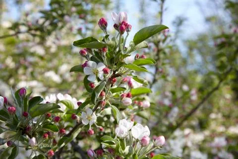 Apple blossoms in the spring sunshine Stock Photos
