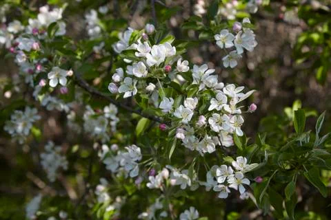 Apple blossoms in the spring sunshine Stock Photos