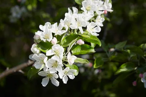 Apple blossoms in the spring sunshine Stock Photos