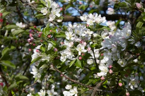 Apple blossoms in the spring sunshine Stock Photos