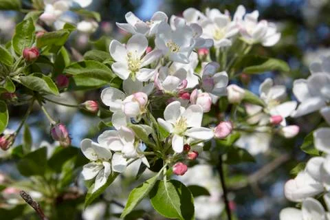 Apple blossoms in the spring sunshine Stock Photos