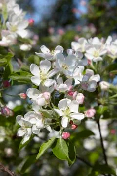 Apple blossoms in the spring sunshine Stock Photos
