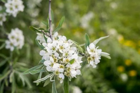 Apple blossoms. spring trees in bloom. white flowers on trees Stock Photos