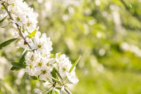 Apple blossoms. spring trees in bloom. white flowers on trees Stock Photos