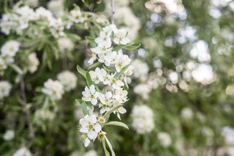 Apple blossoms. spring trees in bloom. white flowers on trees Stock Photos