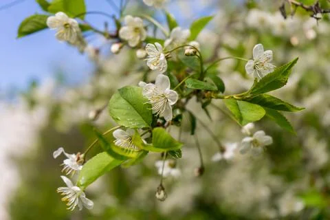 Apple blossoms. spring trees in bloom. white flowers on trees Stock Photos