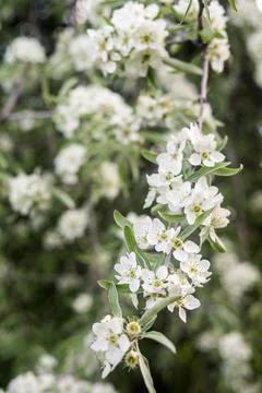 Apple blossoms. spring trees in bloom. white flowers on trees Stock Photos