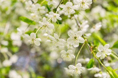 Apple blossoms. spring trees in bloom. white flowers on trees Stock Photos