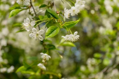 Apple blossoms. spring trees in bloom. white flowers on trees Stock Photos