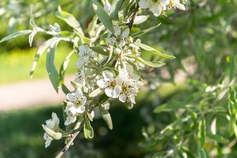 Apple blossoms. spring trees in bloom. white flowers on trees Stock Photos