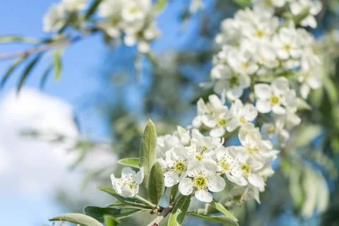 Apple blossoms. spring trees in bloom. white flowers on trees Stock Photos