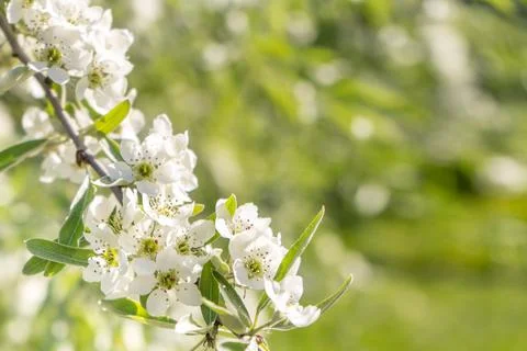 Apple blossoms. spring trees in bloom. white flowers on trees Stock Photos