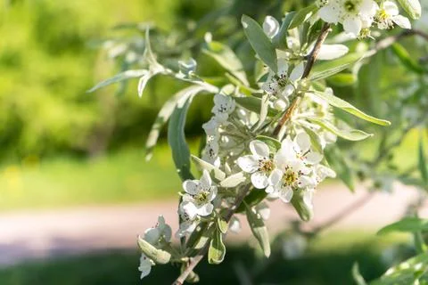 Apple blossoms. spring trees in bloom. white flowers on trees Stock Photos