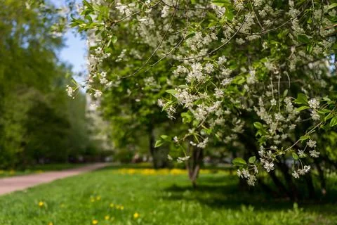 Apple blossoms. spring trees in bloom. white flowers on trees Stock Photos