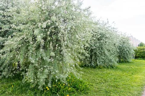 Apple blossoms. spring trees in bloom. white flowers on trees Stock Photos