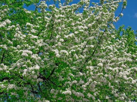 Apple blossoms in spring on white background Stock-Fotos