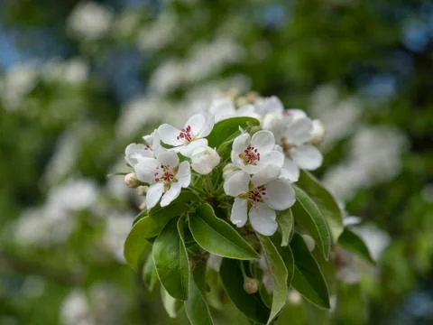 Apple blossoms in spring on white background 스톡 사진