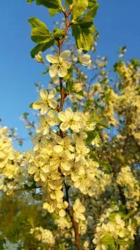 Apple blossoms in the sunset light. Stock Photos