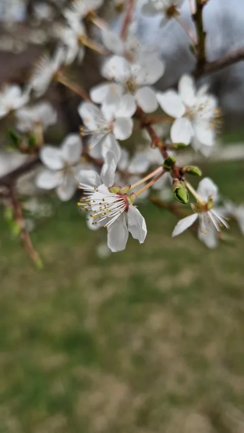 Apple Blossoms Swaying in the Wind – Springtime Video Video stock 312216275