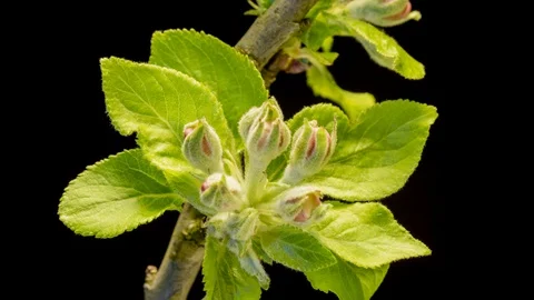 Apple blossoms time lapse Stock Footage 127773090