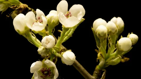Apple blossoms time lapse Видео 127776929
