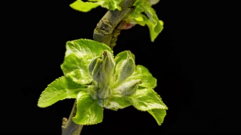 Apple blossoms time lapse Stock Footage 133068331