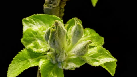 Apple blossoms time lapse Stockbeeldmateriaal 133069422