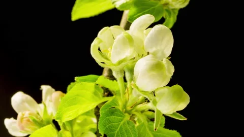 Apple blossoms time lapse Stock Footage 133071385