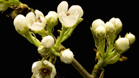 Apple blossoms time lapse Видео 133073295