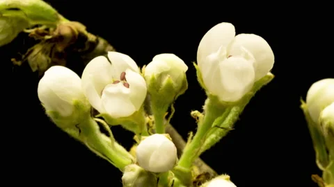 Apple blossoms time lapse Stock Footage 133073992