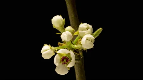 Apple blossoms time lapse Stockbeeldmateriaal 133074627